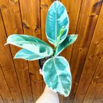 Fikus kaučukový (Ficus elastica) ´TINEKE´ - výška 25-35 cm, kont. C1,5L
